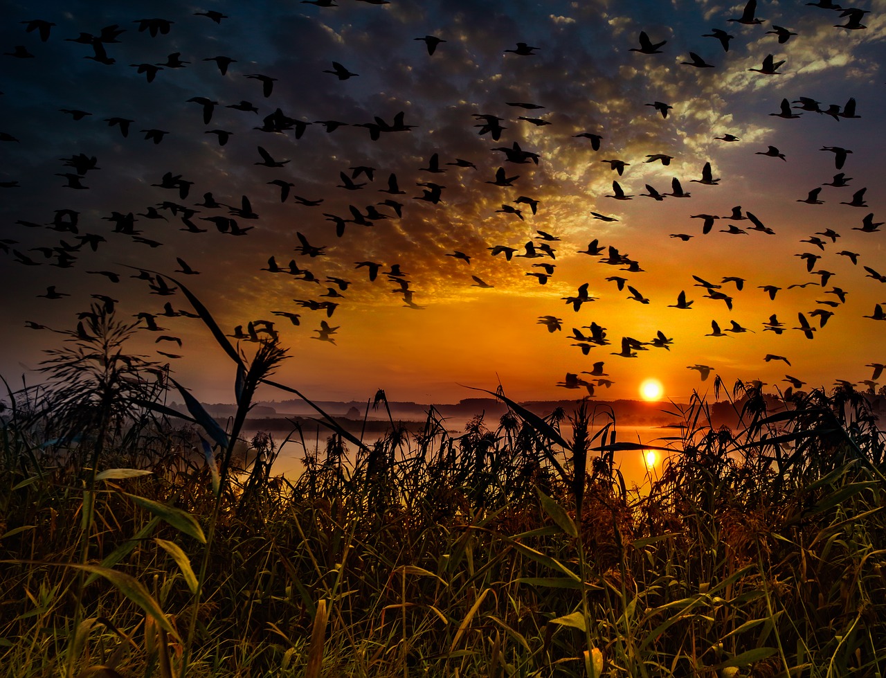 Image - sunset flock of birds