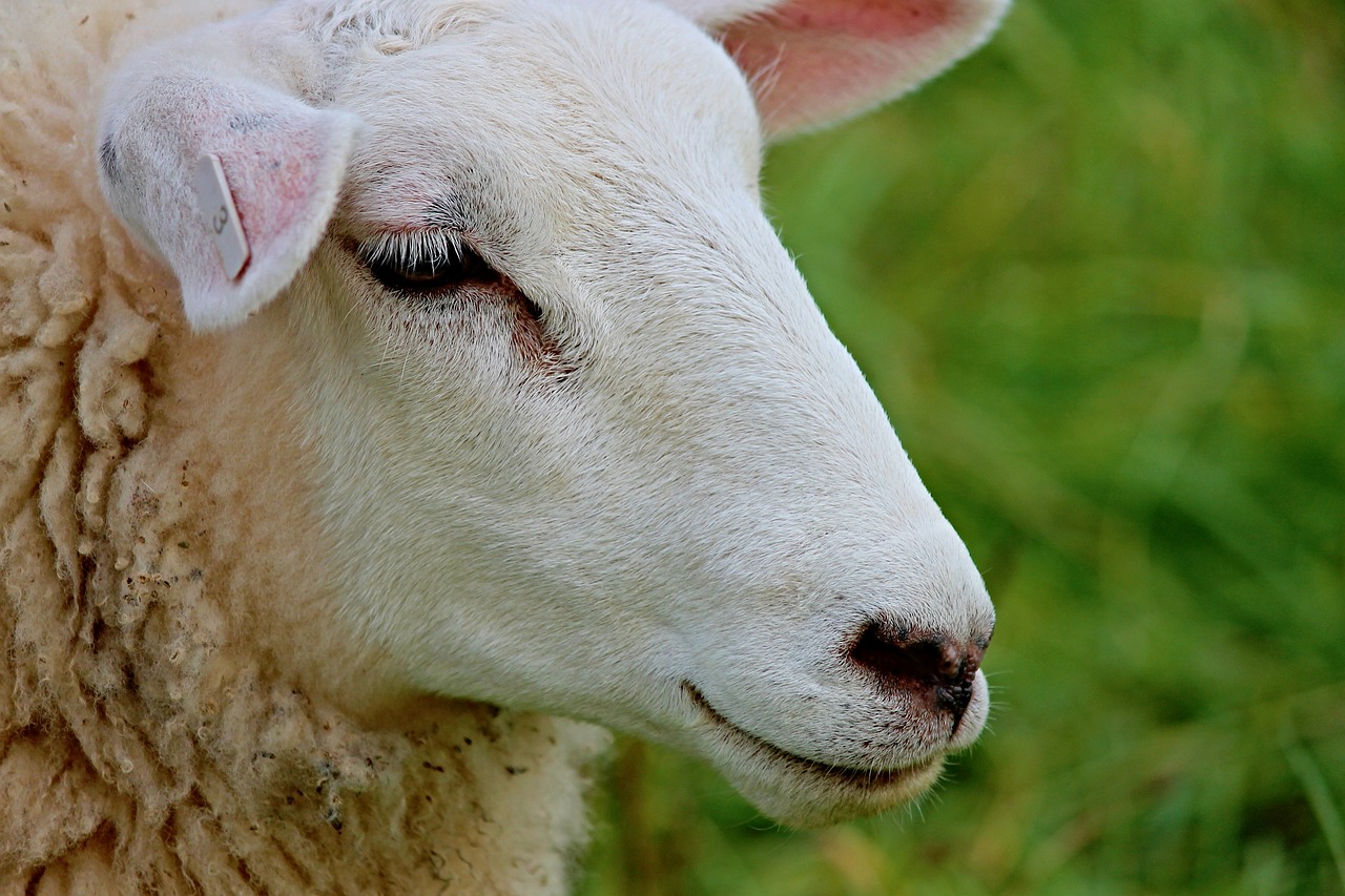 Image - sheep portrait sheepshead face