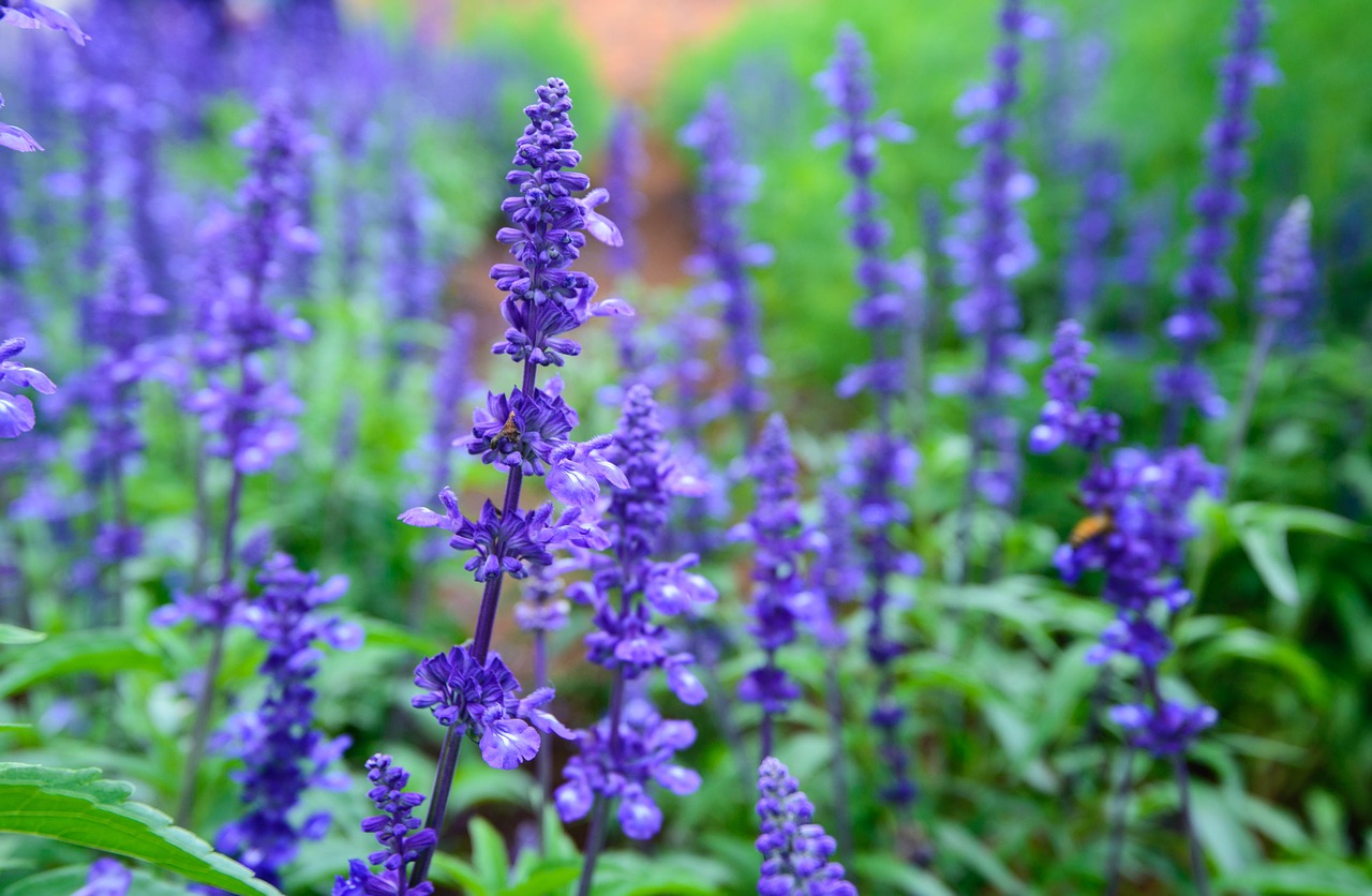 Image - lavender natural united in