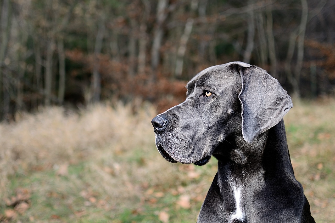 Image - great dane portrait head