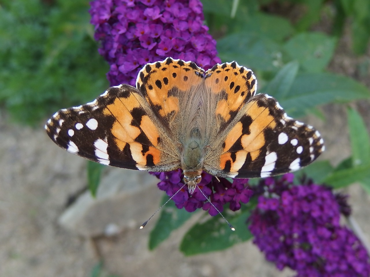 Image - the painted lady butterfly butterfly