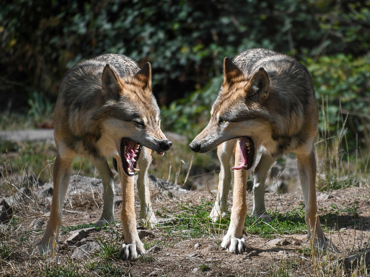 Image - wolf mounting two predator animal