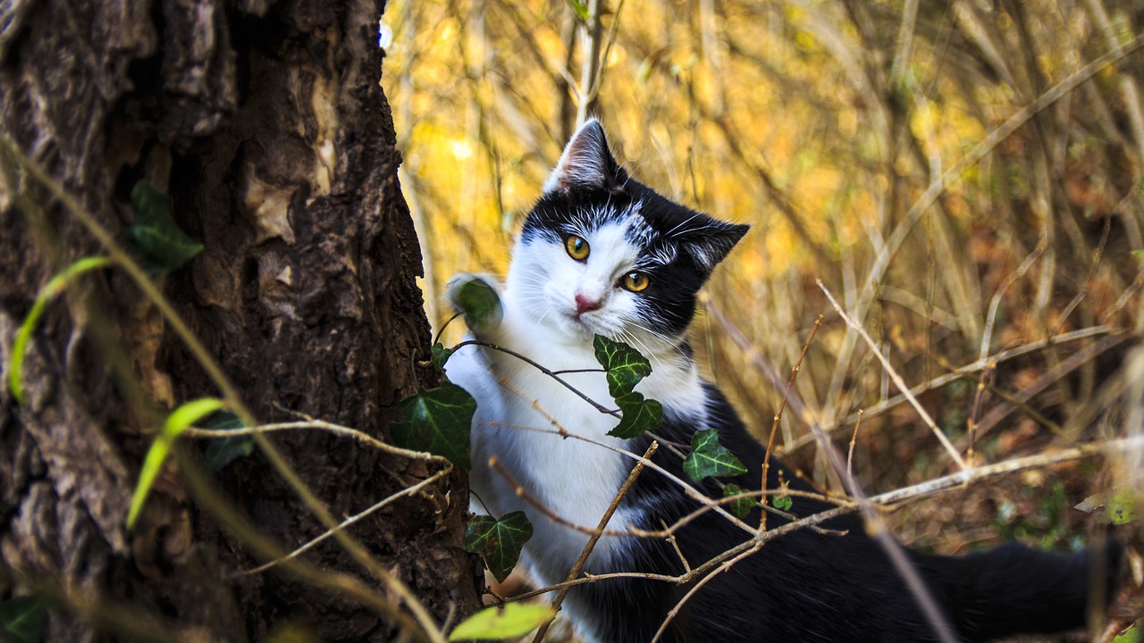 Image - cat portrait cat domestic cat