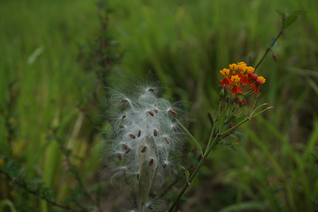 Image - cotton tree seed seeds cotton white