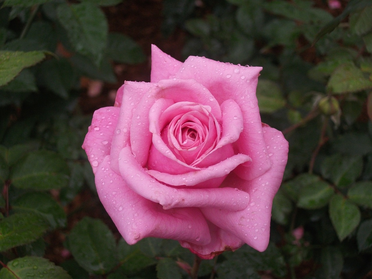 Image - flower rose pink wet