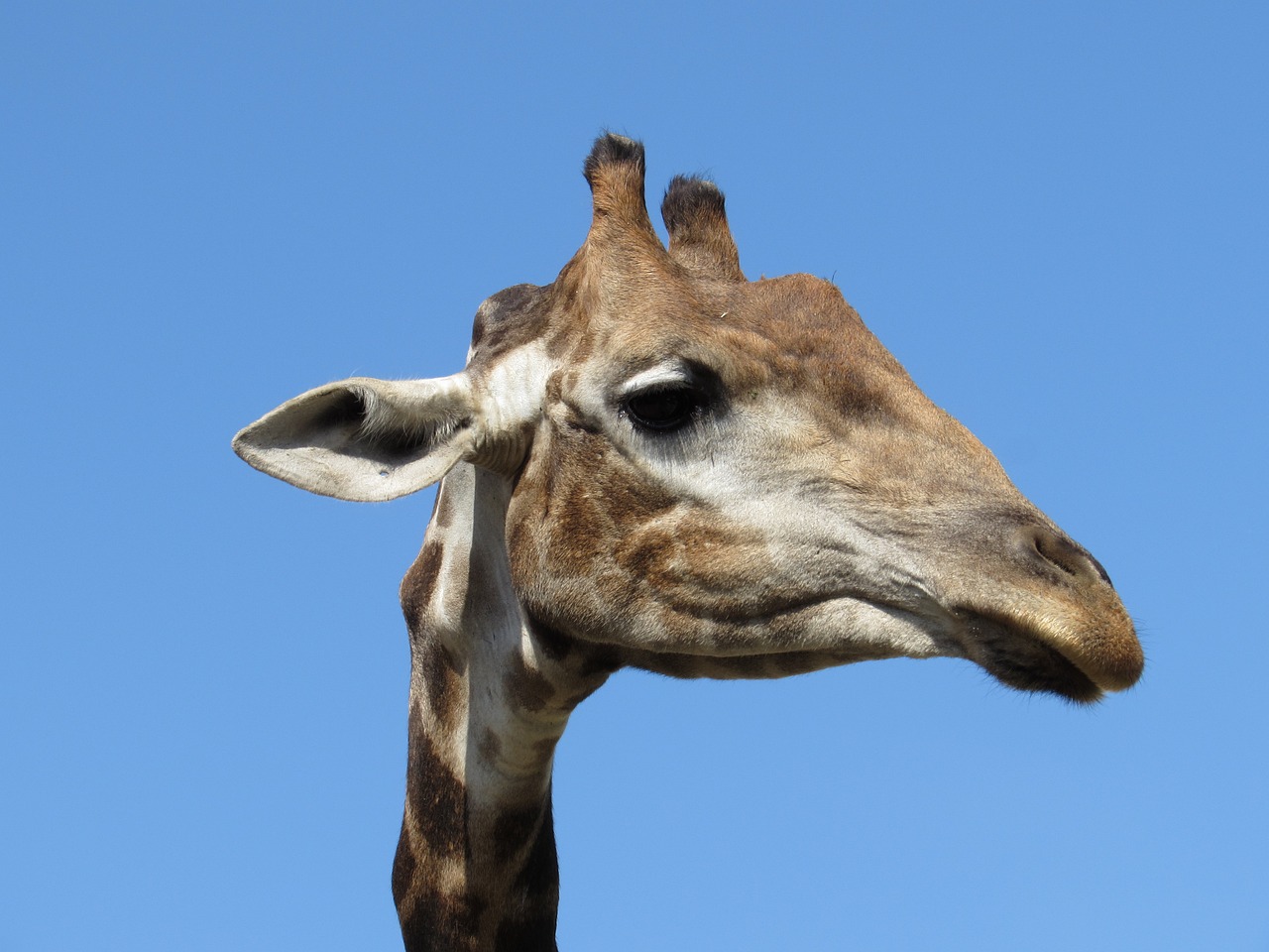 Image - giraffe animal animals zoo africa