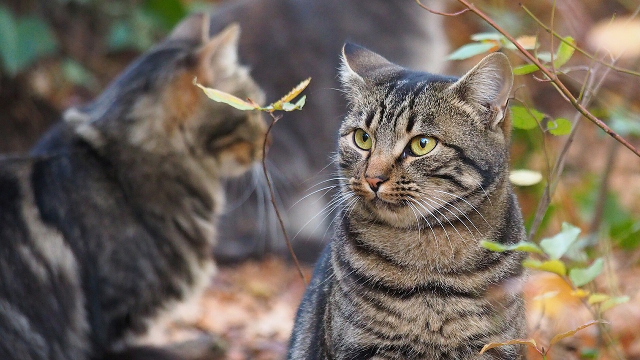 Image - animals feline cat stripes