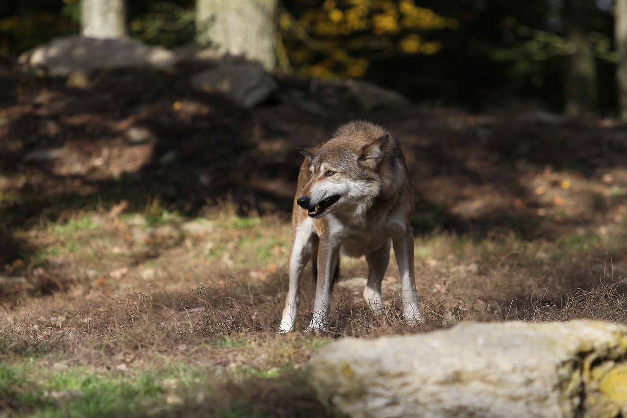 Image - wolf timberwolf predator canada