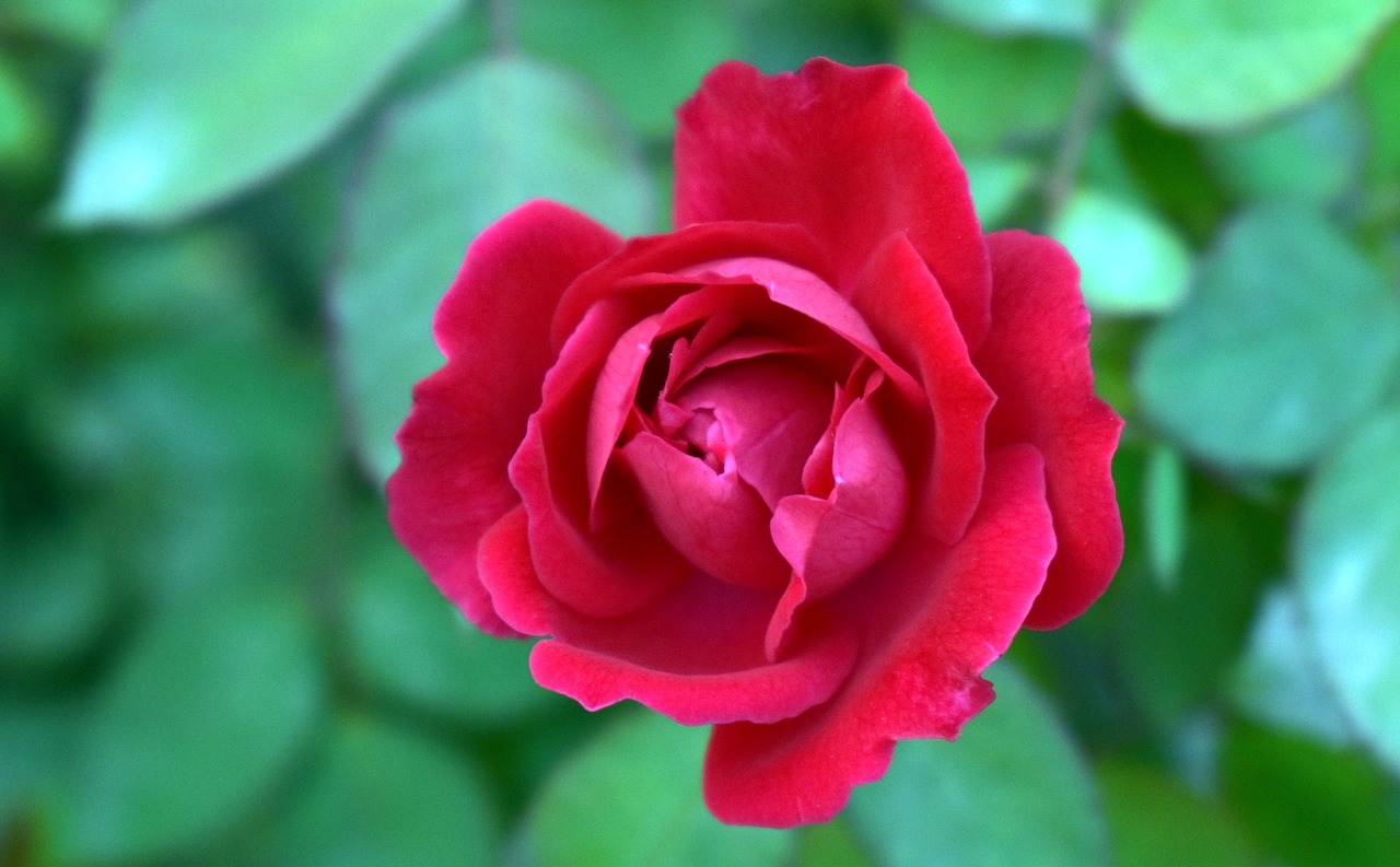 Image - red rose top view flower rosa