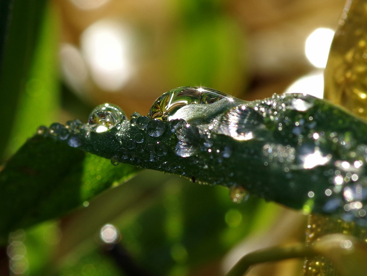 Image - rosa drops grass water wet