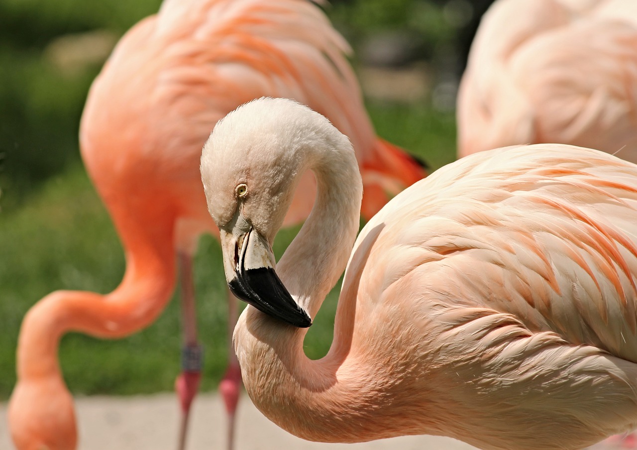 Image - flamingo pink pink flamingo