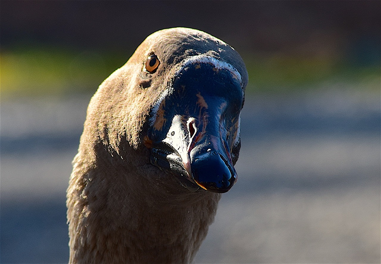 Image - goose profile face portrait bill