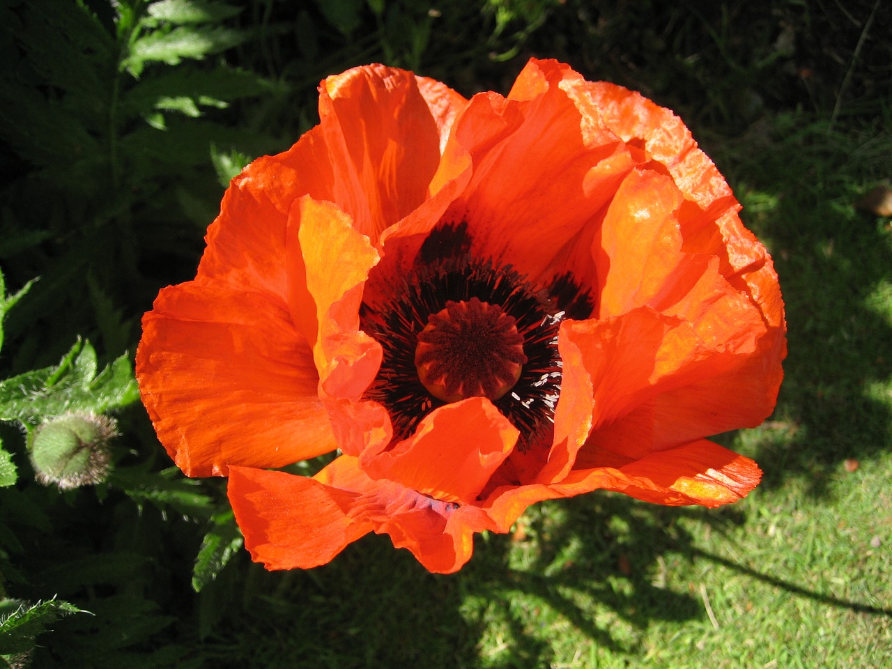 Image - poppy red flower orange black