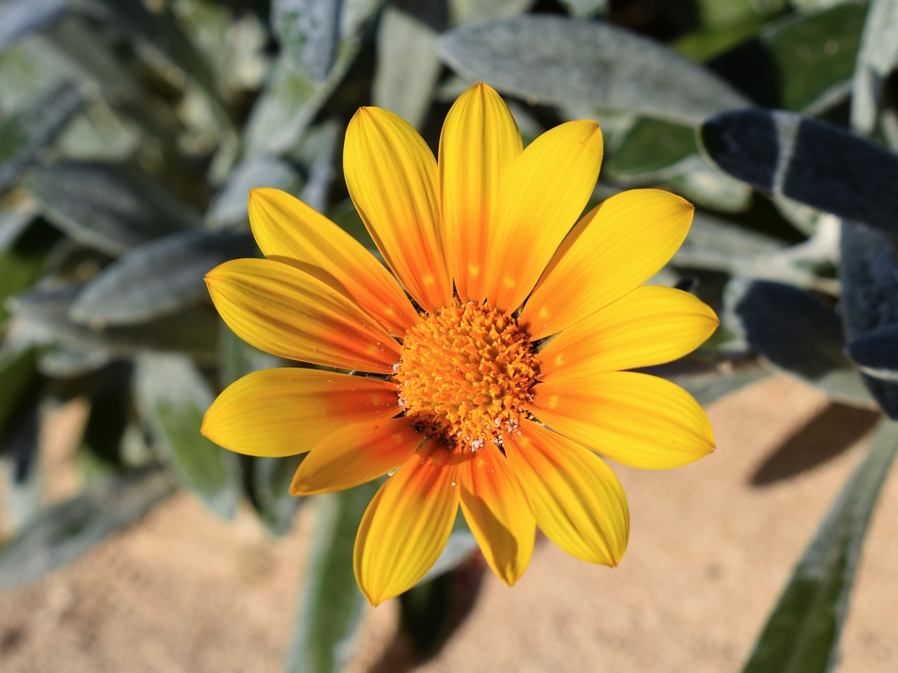 Image - flower yellow ammophilous nature