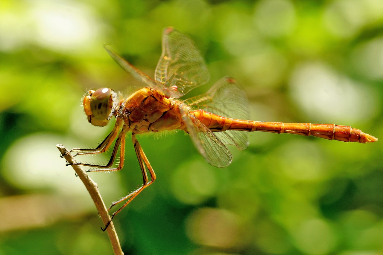 Image - dragonfly insect flight insect