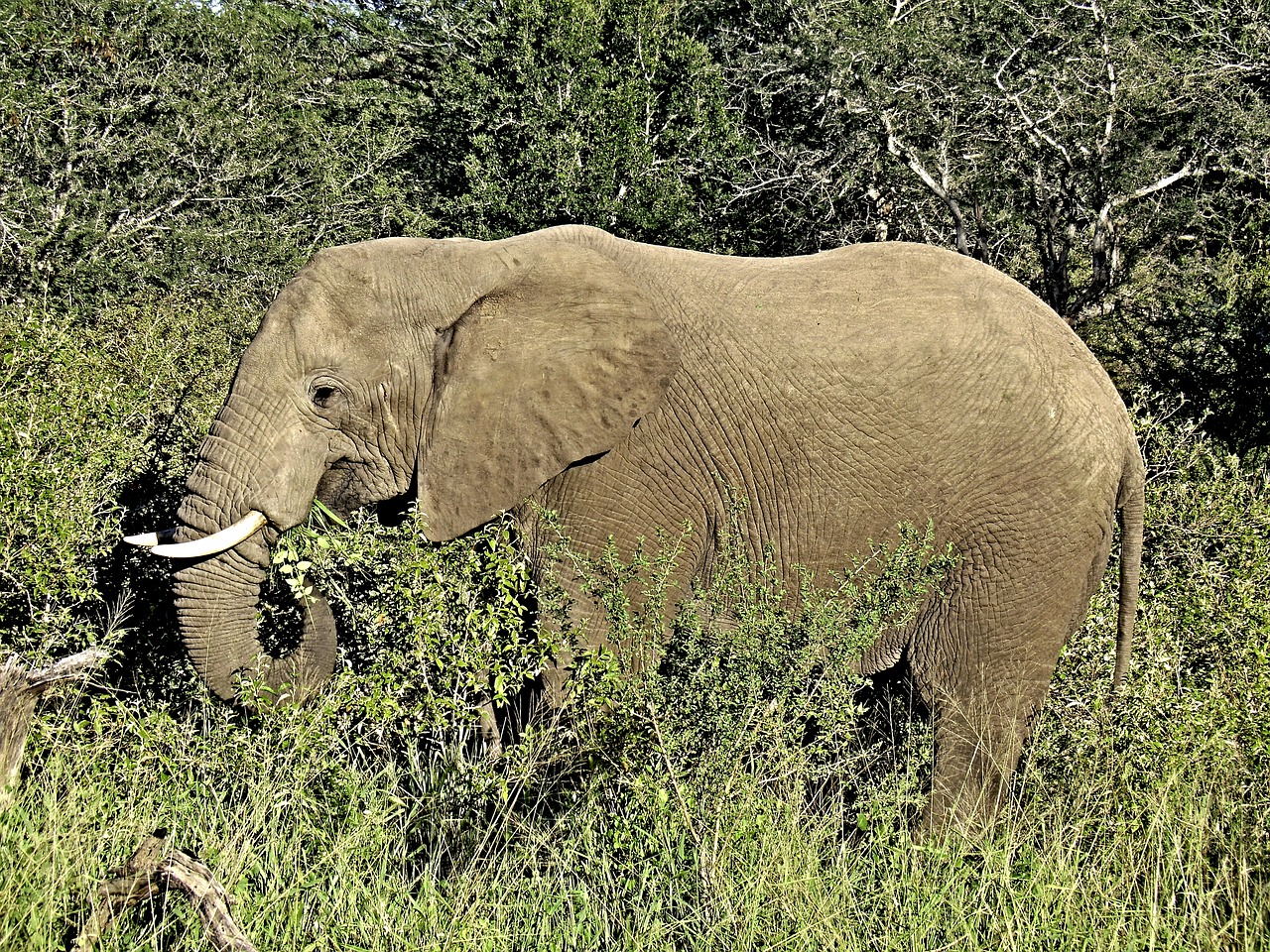 Image - elephant savannah africa safari