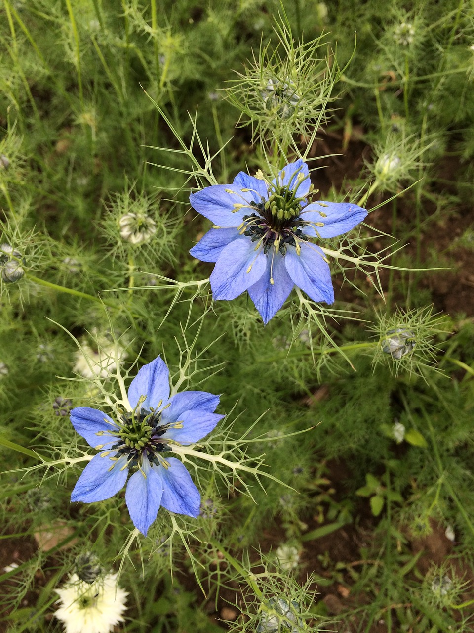 Image - flower love in a mist blue bloom