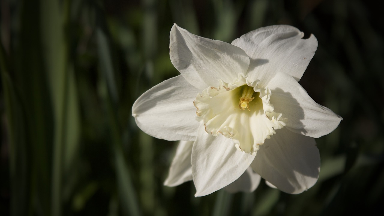 Image - narcissus snowflake spring close