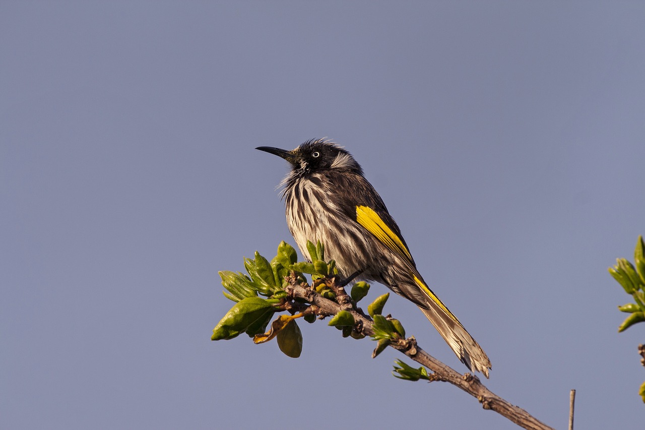 Image - bird australian nature wildlife