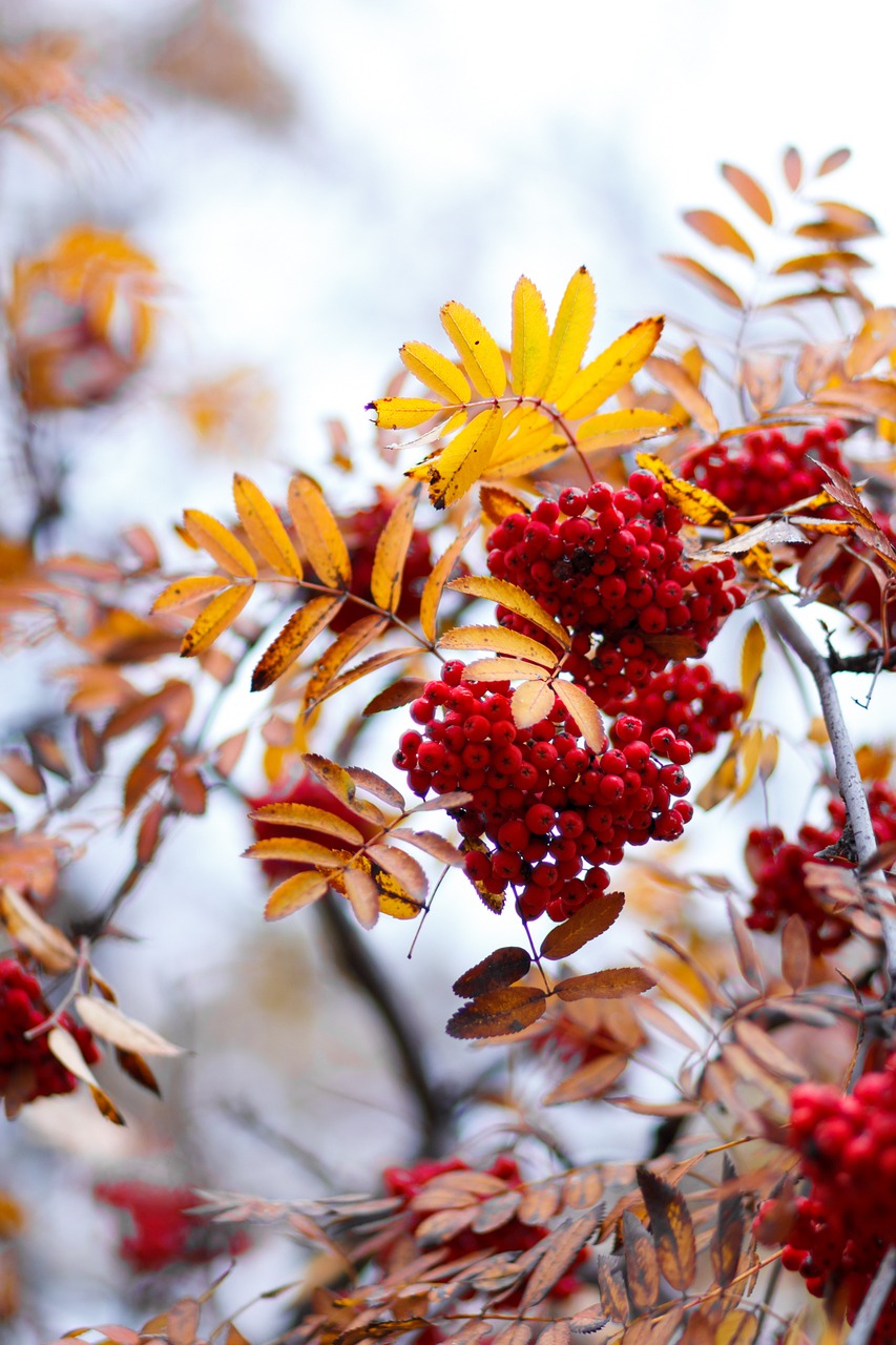 Image - rowan autumn tree