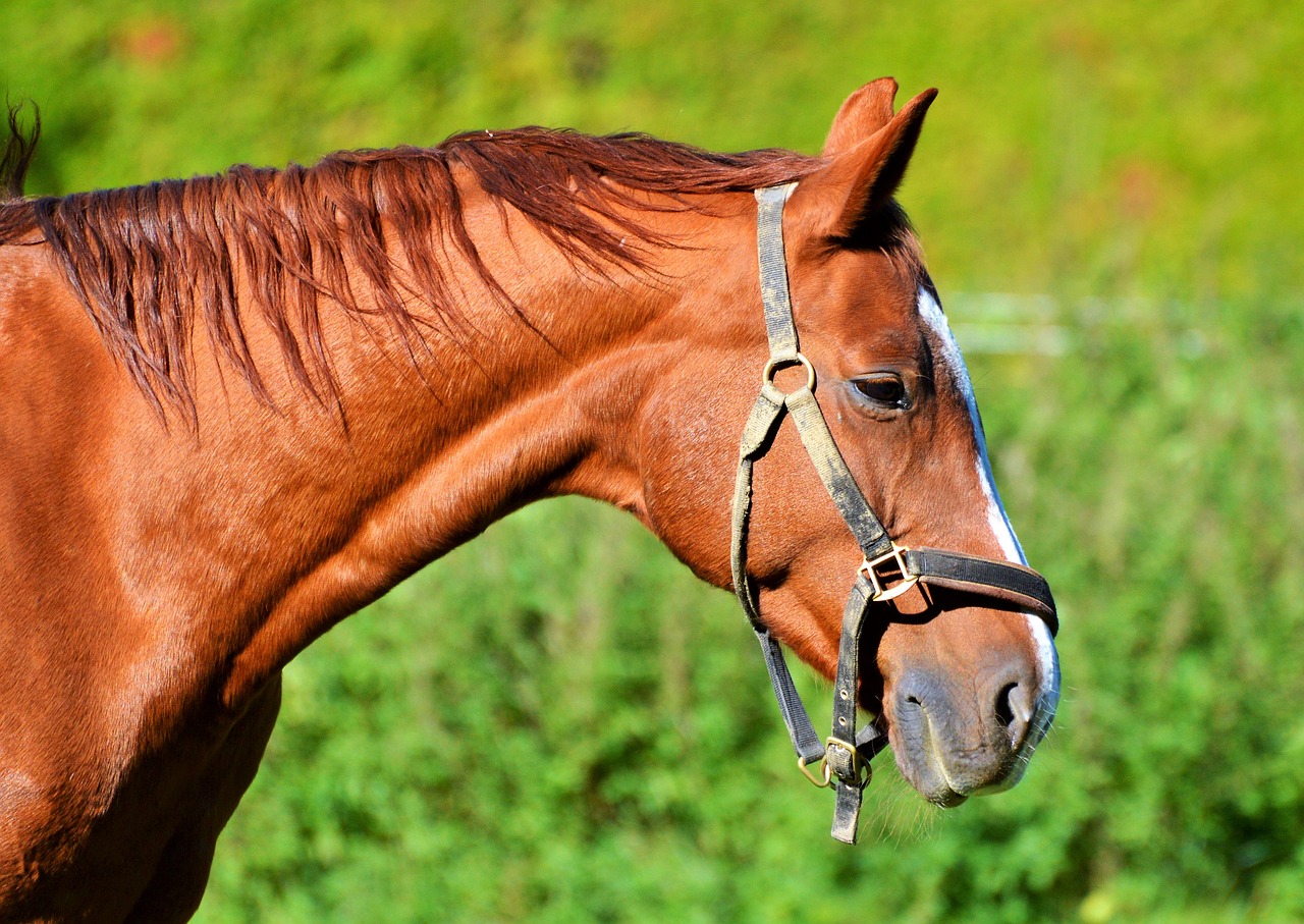 Image - horse ride reiter equestrian