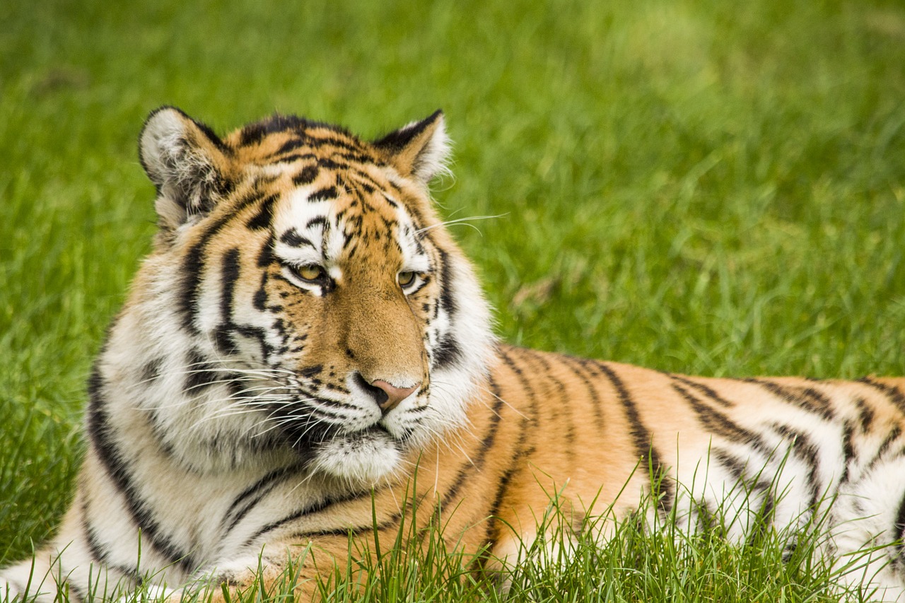 Image - tiger big cat stripes safari