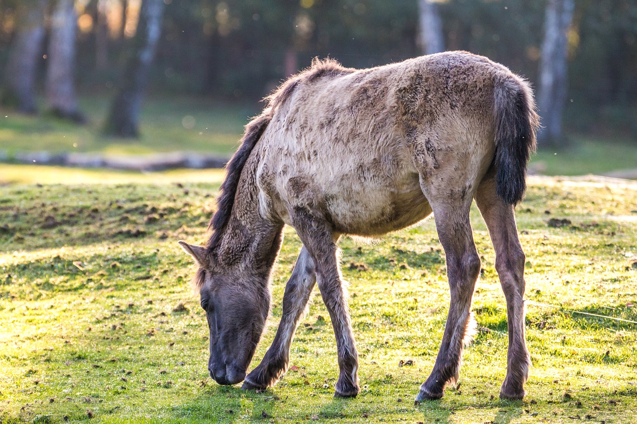 Image - brumby horses wild horses horse herd