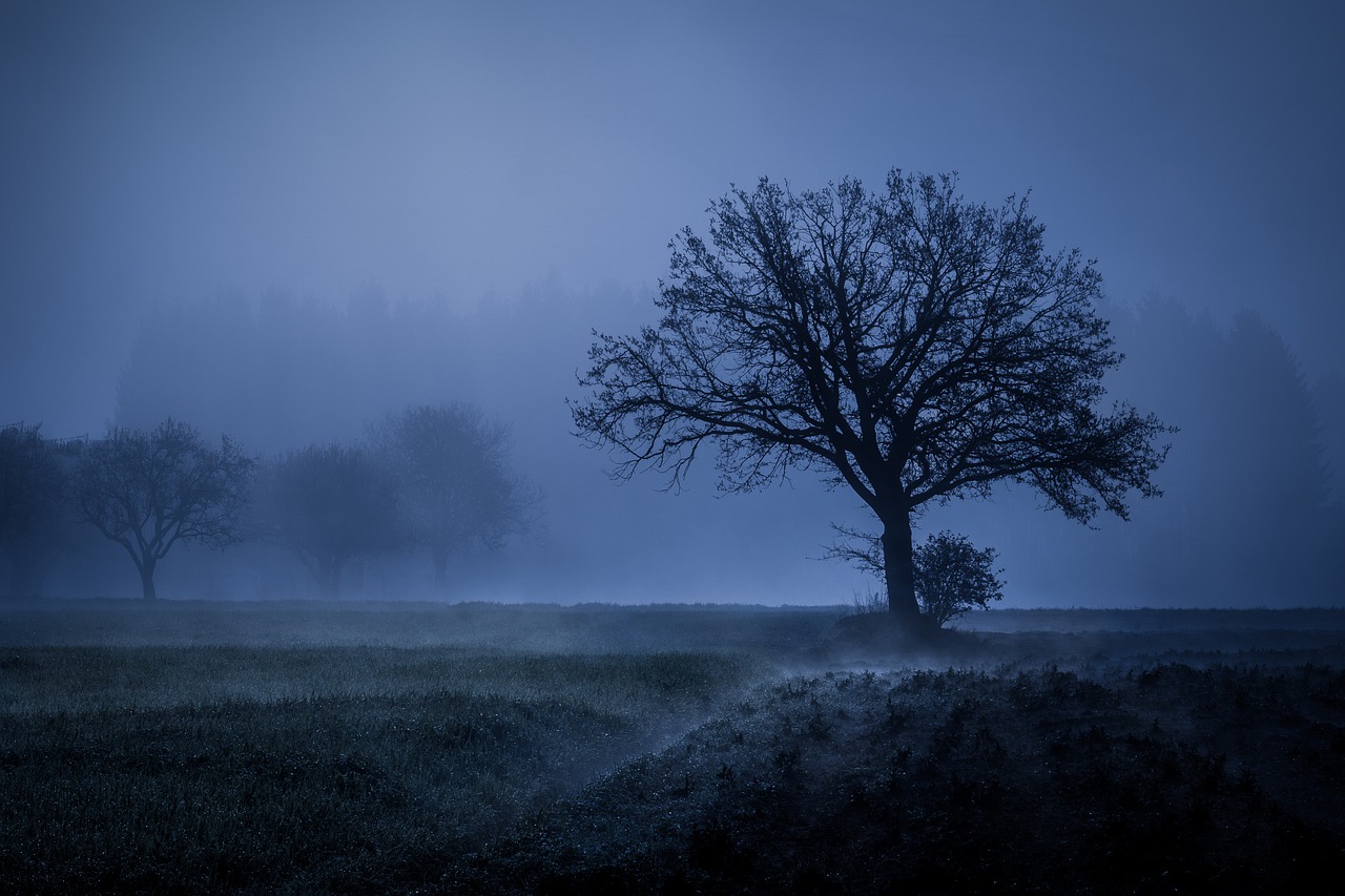 Image - tree fog mood landscape autumn