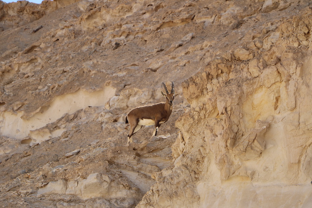 Image - desert antelope nature south