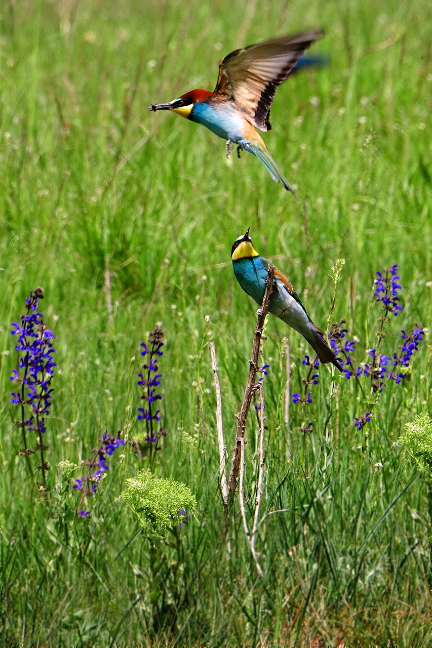 Image - birds european bee eater