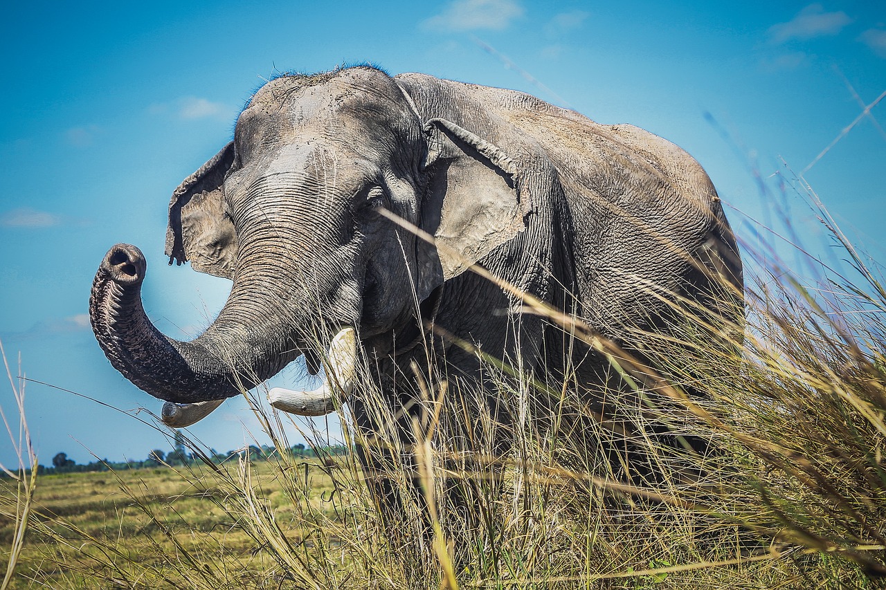 Image - elephant animals asia large