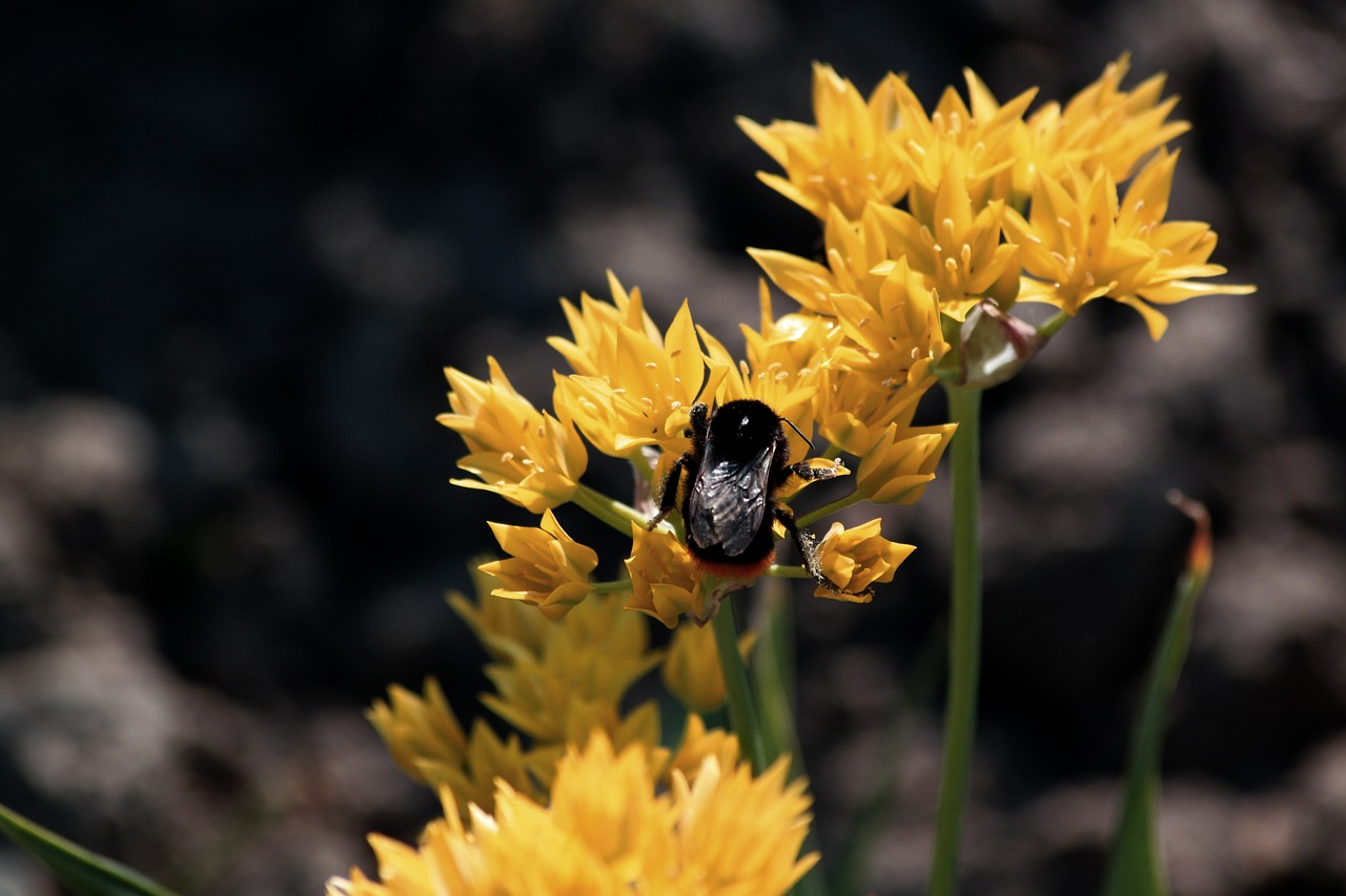 Image - flowers hummel photography