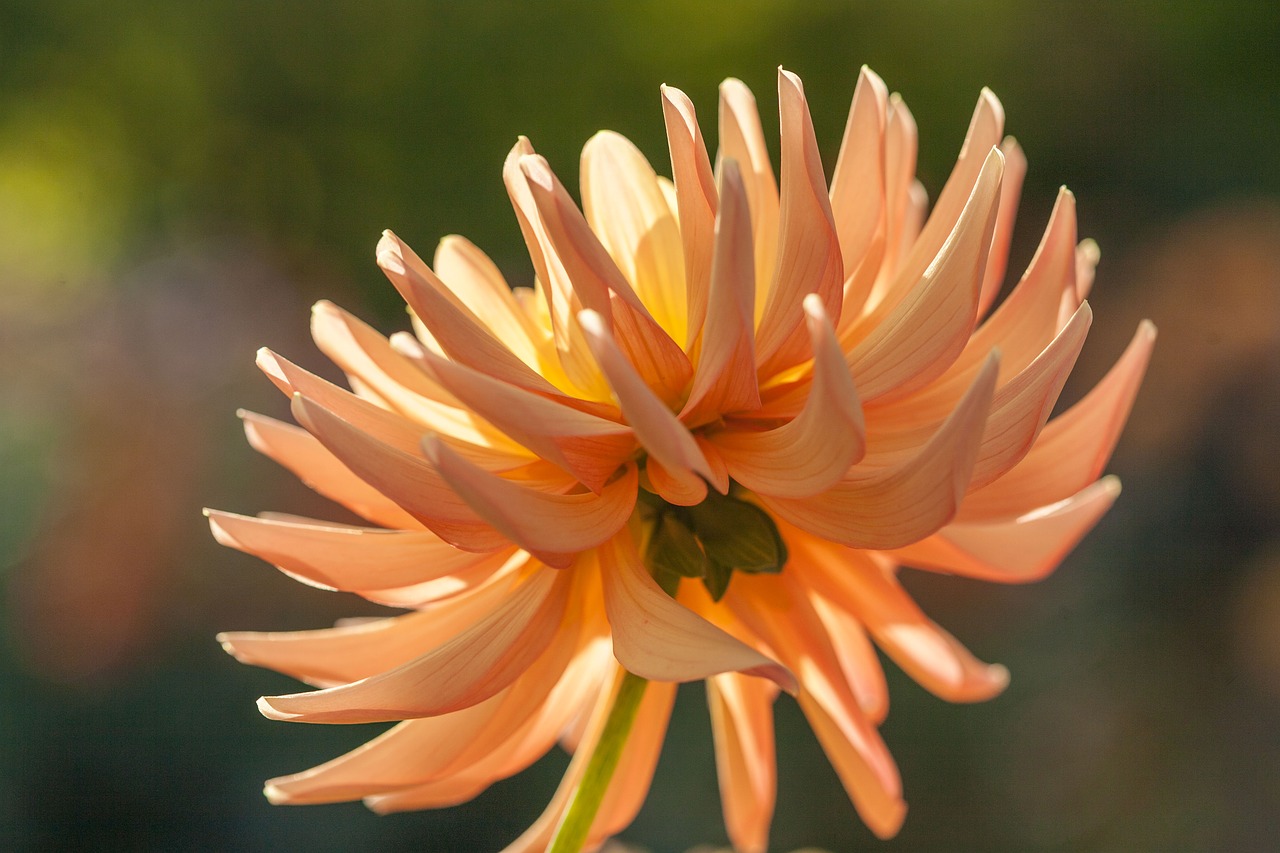 Image - dahlia back light blossom bloom
