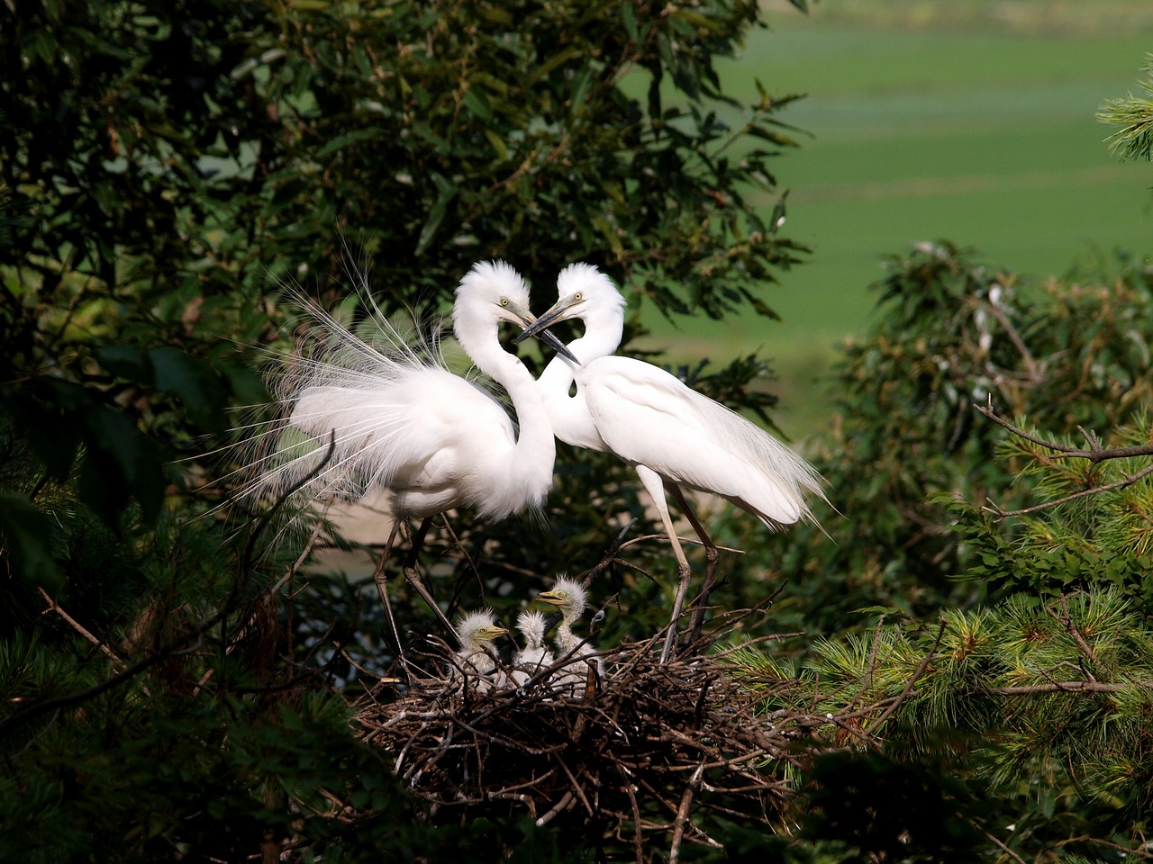 Image - egret herons hart love the couple