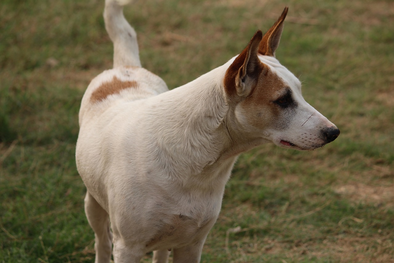 Image - dog canine stare pet animal puppy