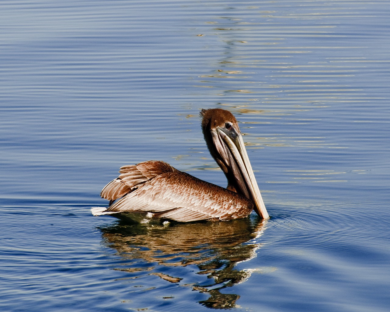 Image - pelican brown wildlife refection