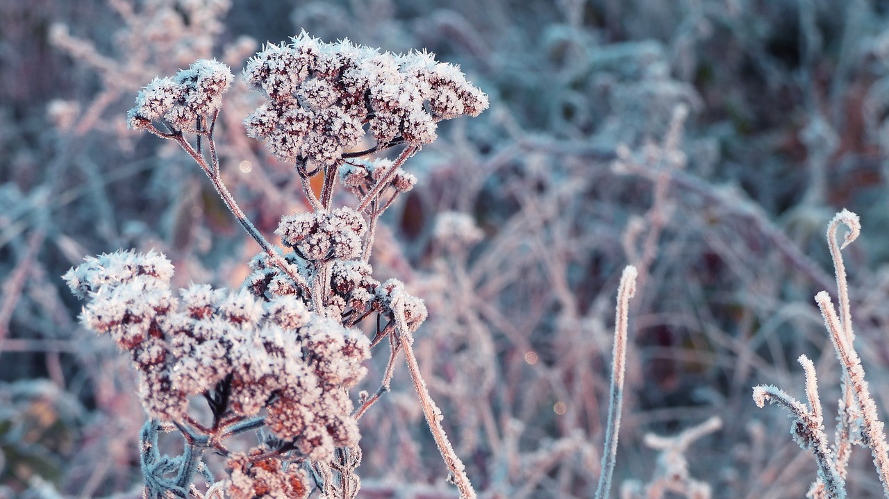 Image - winter frost branch cold ice