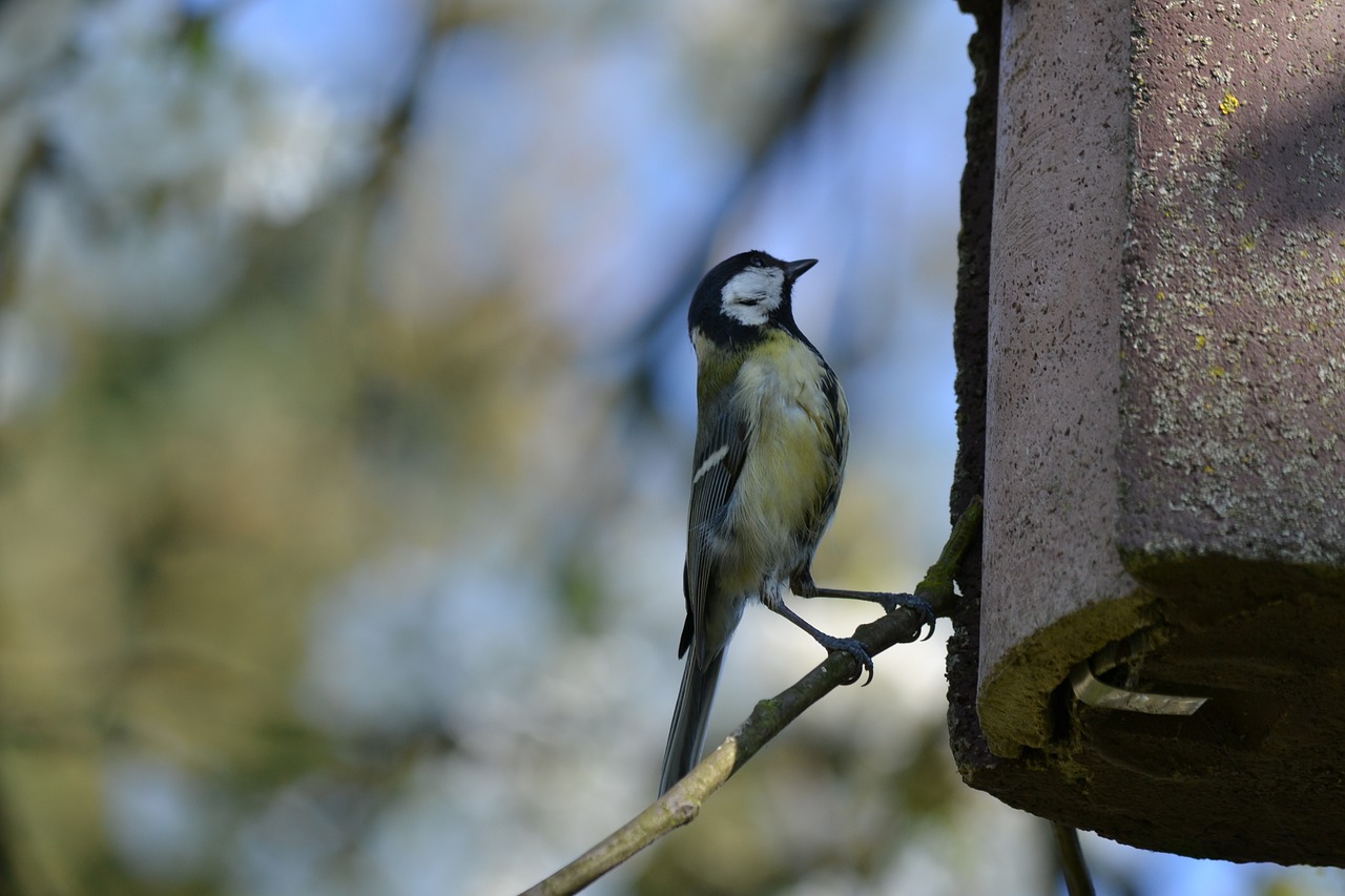 Image - bird tit blue tit garden animal