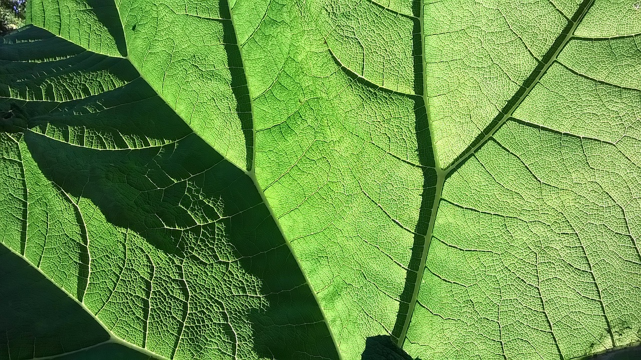 Image - green leaf green leaf shadow play