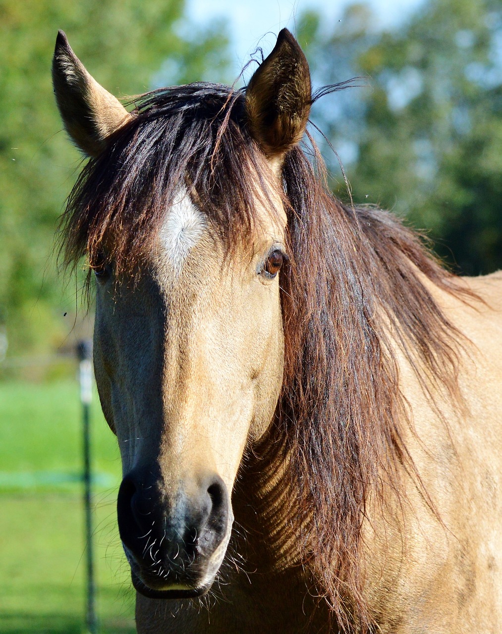 Image - horse ride reiter equestrian