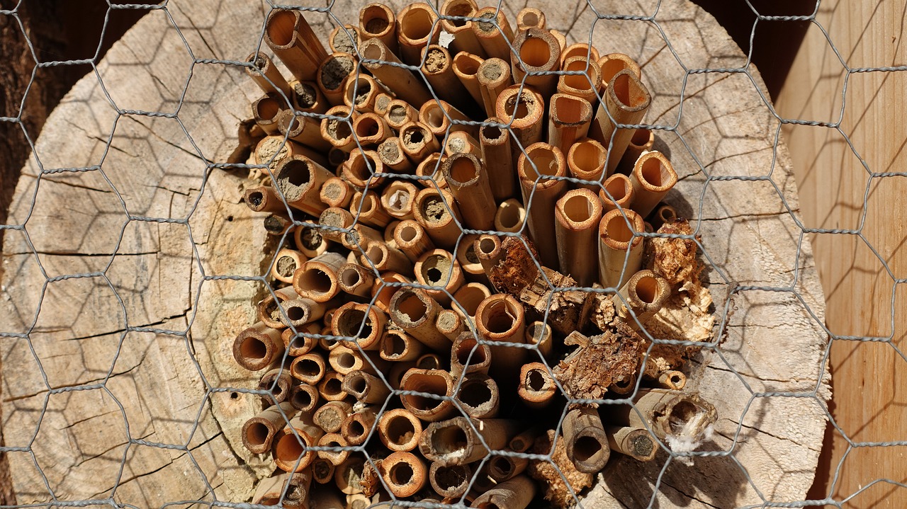 Image - structure tree grates wild bees