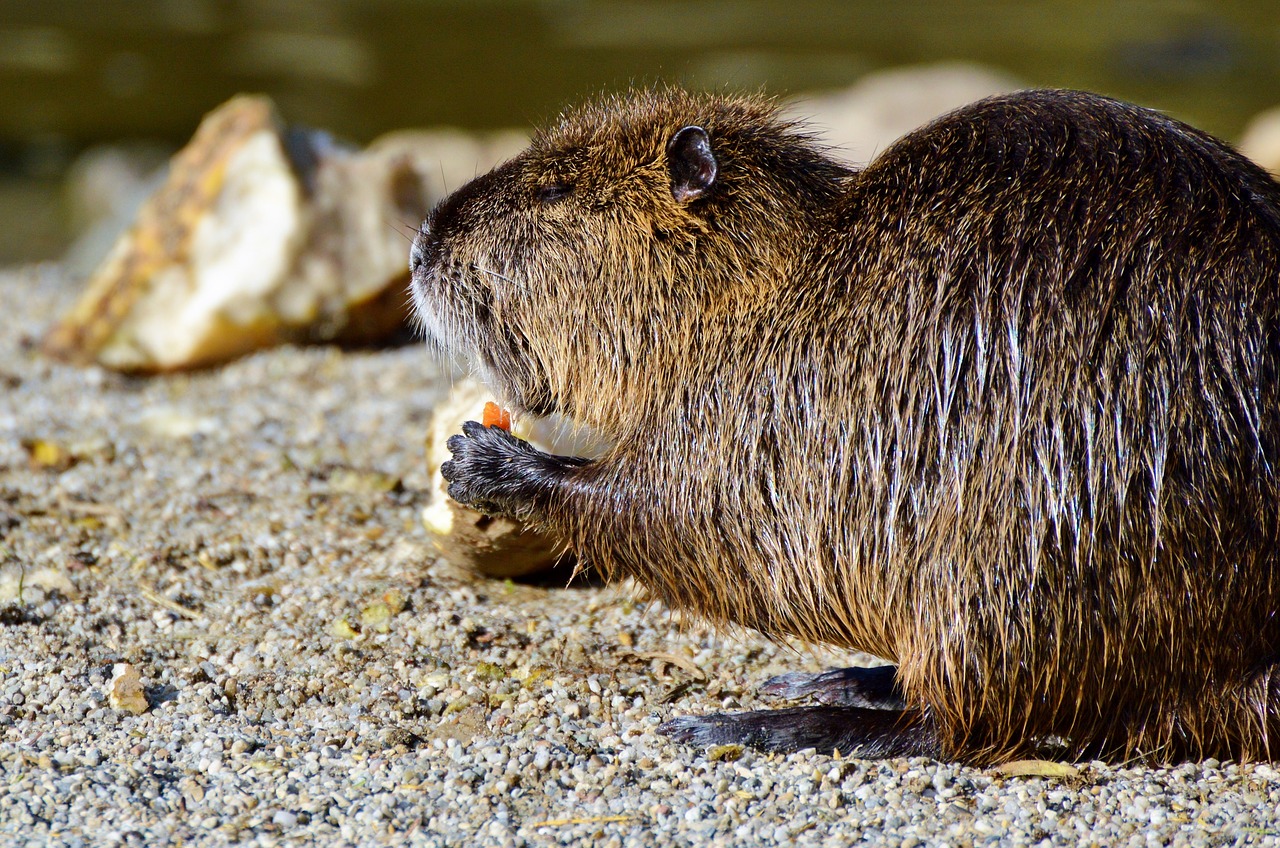 Image - nutria rodent water rat