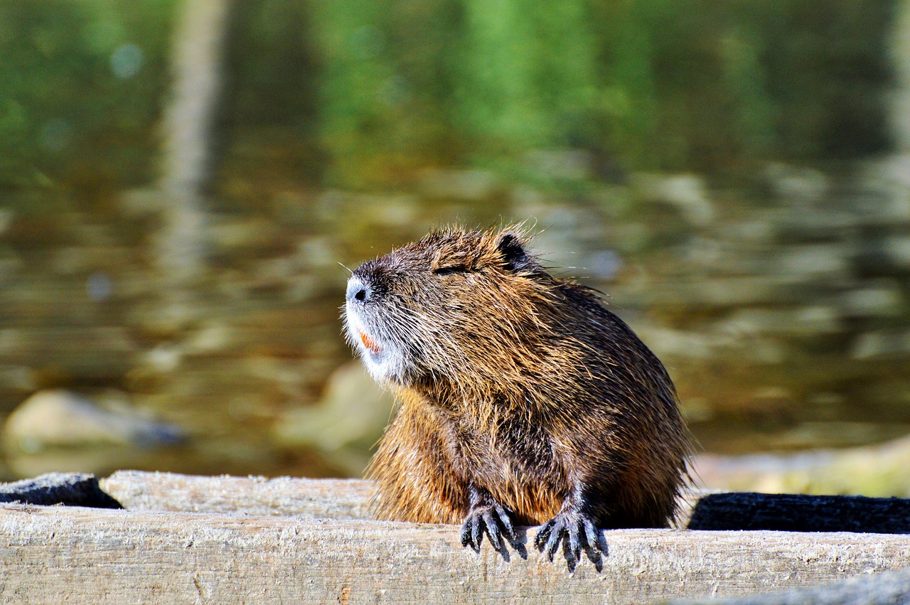 Image - nutria rodent water rat