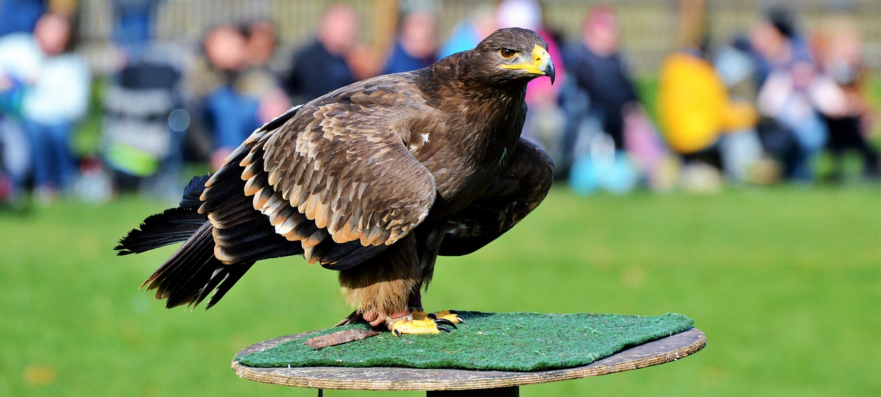 Image - adler bird of prey raptor bird