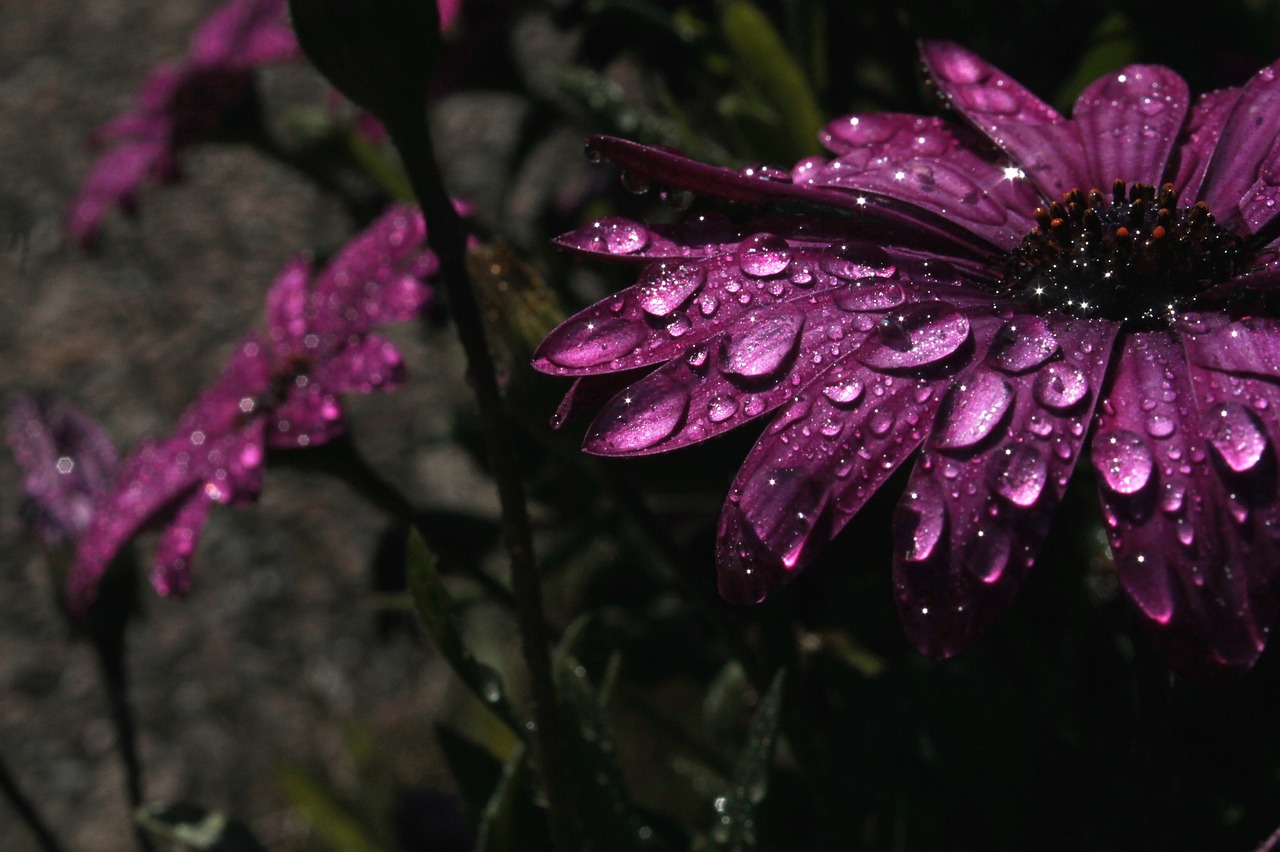 Image - rain purple flower purple flower