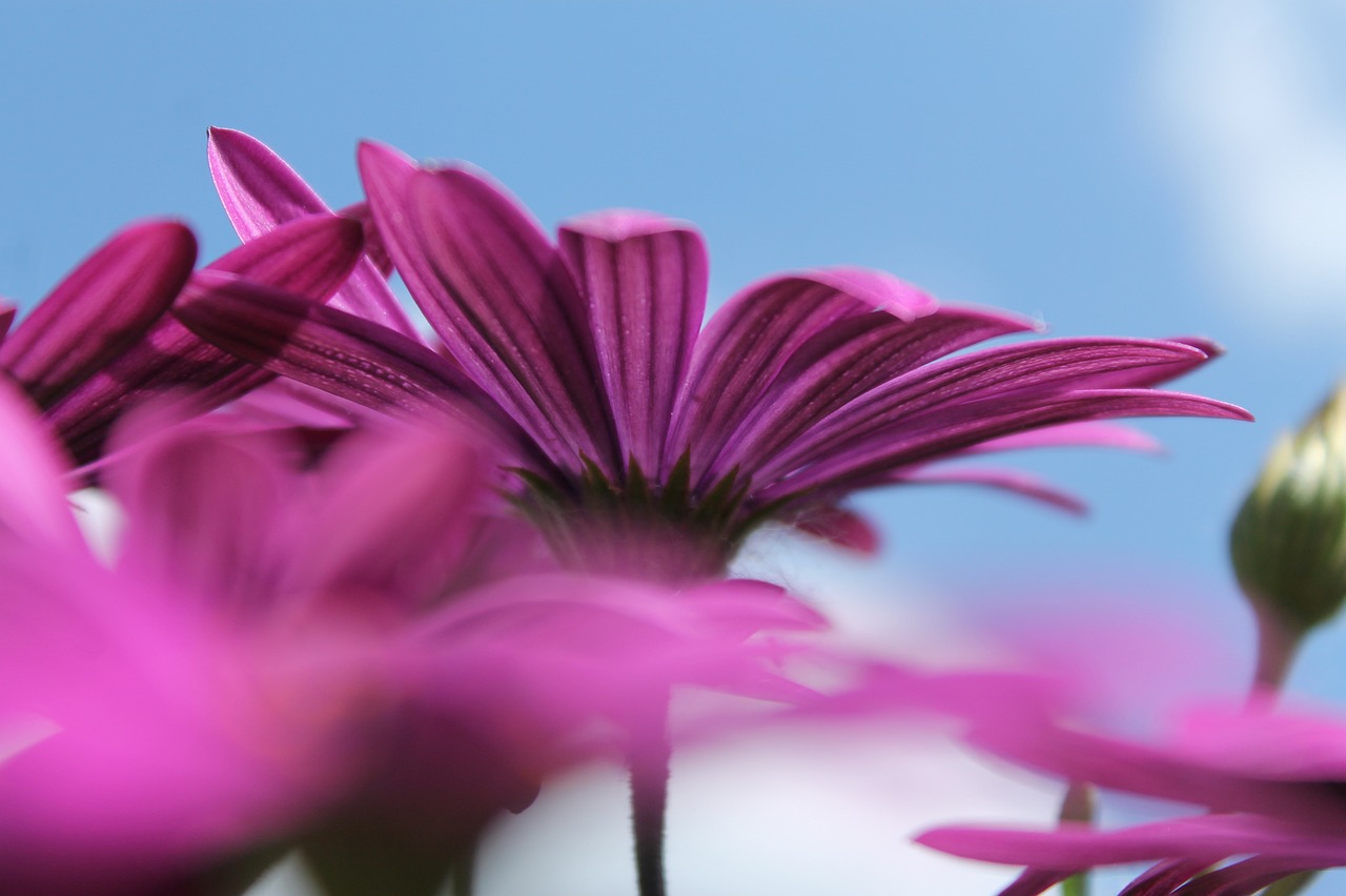 Image - purple flower blue sky purple