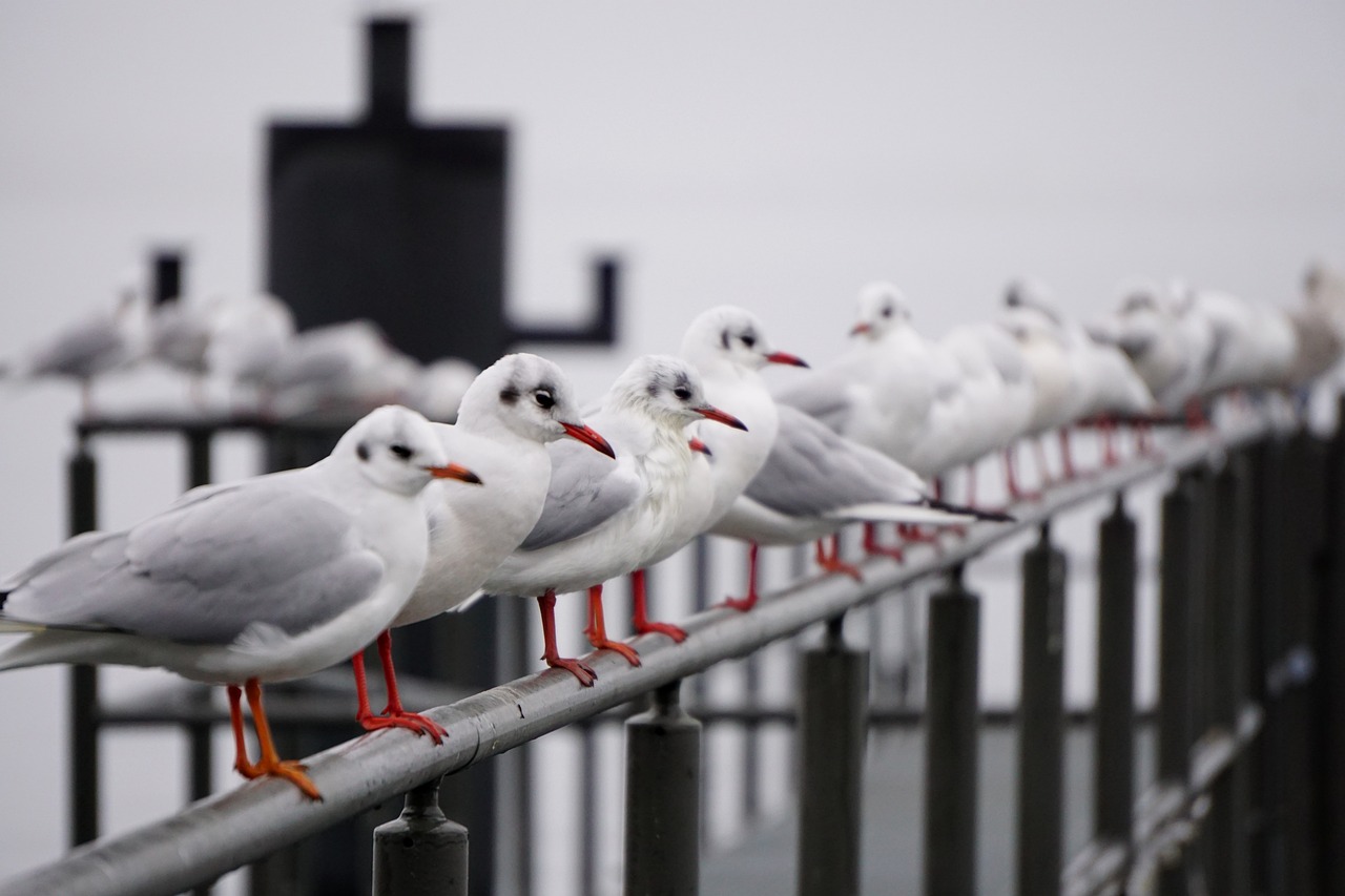 Image - seagull bird baltic sea water bird