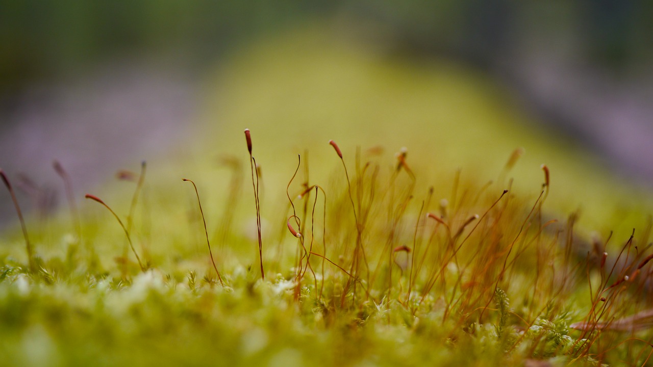 Image - moss tree plants vegetation green