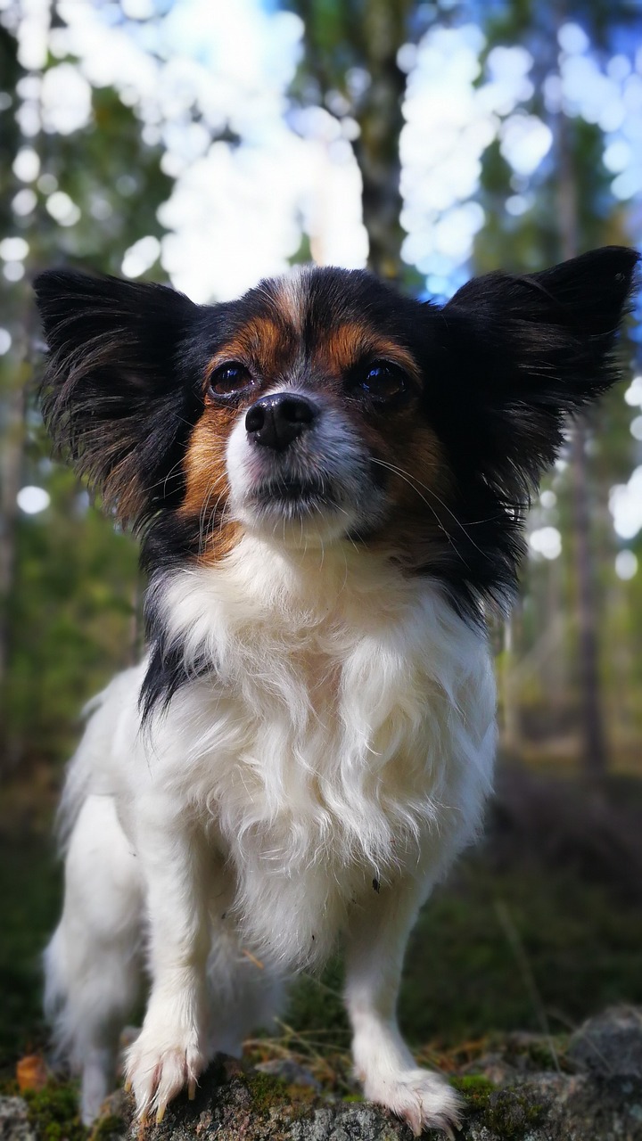 Image - dog chihuahua profile