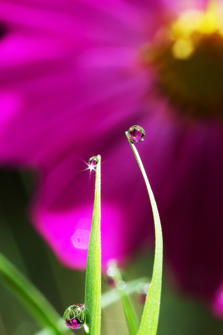Image - cosmos dew reflect morning dew